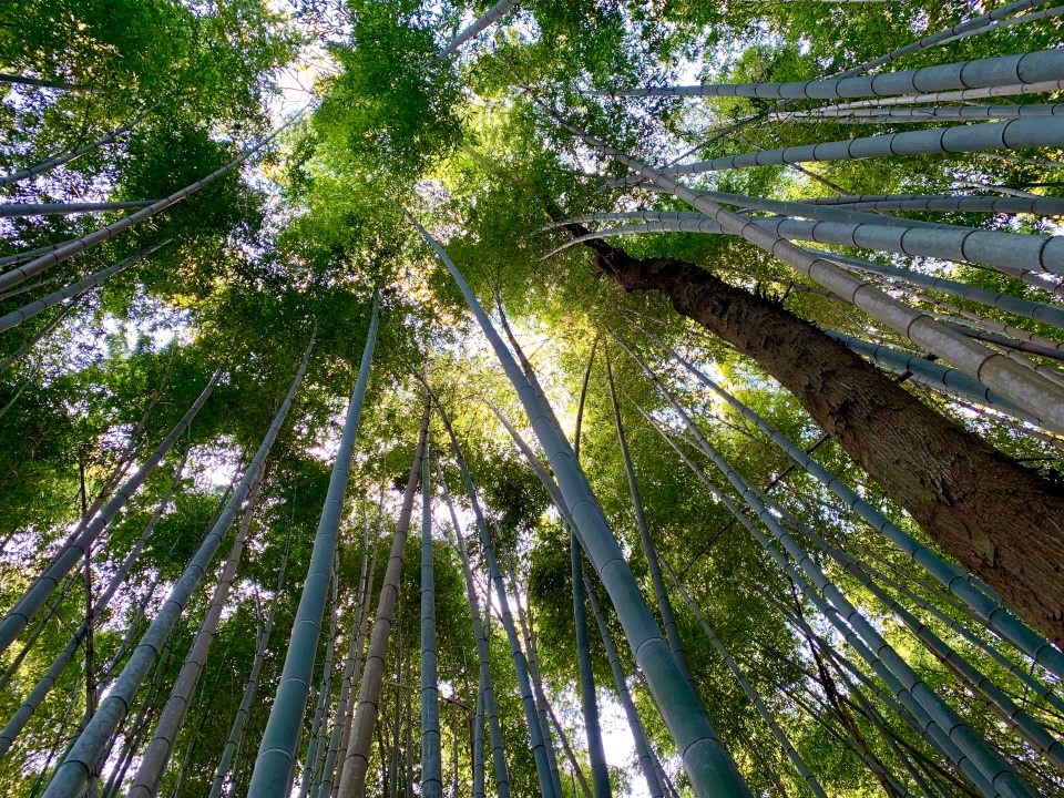 Arishiyama Bamboo Forest Kyoto Trees