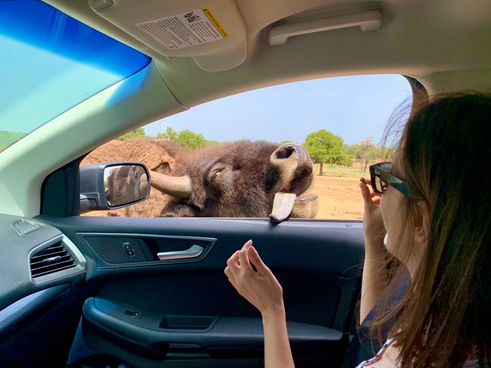 Exotic Resort Zoo in Texas Hill Country Bison